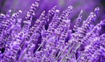 Decoratiuni handmade cu lavanda